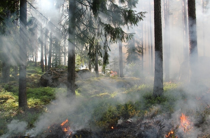 Лесные пожары, Томские новости, В Томской области за выходные зарегистрировано четыре лесных пожара