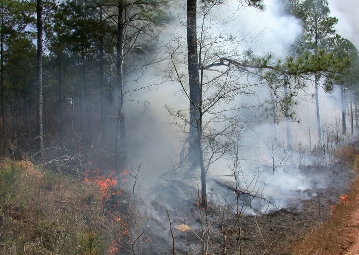 Лесные пожары, Томские новости, пожар горят леса возгорание сводка происшествий дымка ад городом Из-за сухих гроз в Томской области произошло 11 лесных пожаров