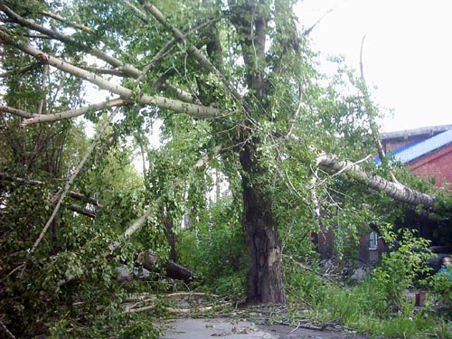 Роспечать, заблокированная деревьями