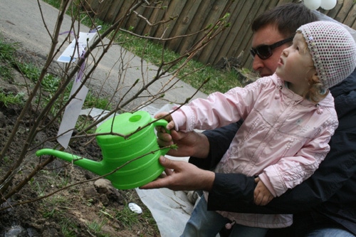 Посадка деревьев в Городском саду