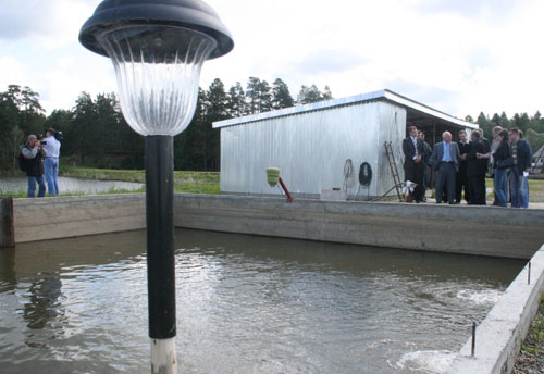 Пруды с осетриной