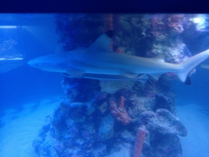 Океанариум