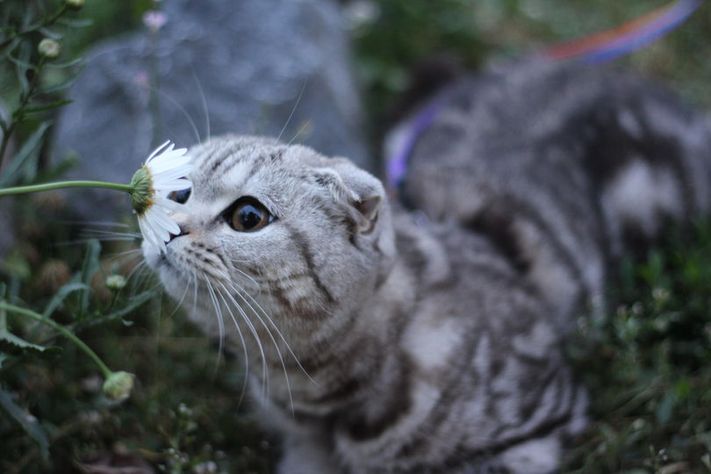 Томская верста