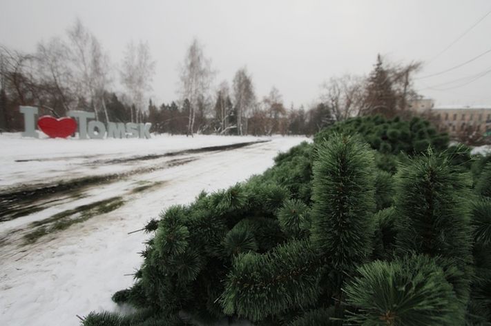 Новогодняя_ёлка