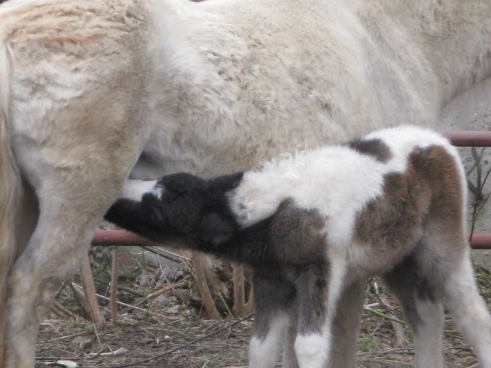 Маленький пони