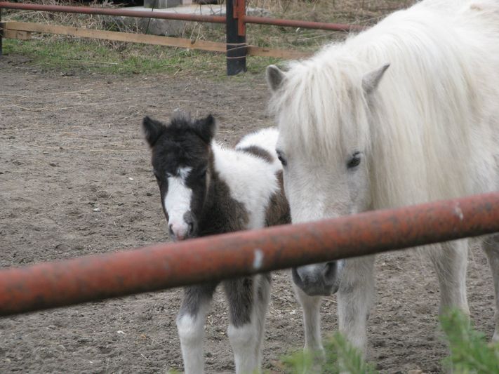Маленький пони