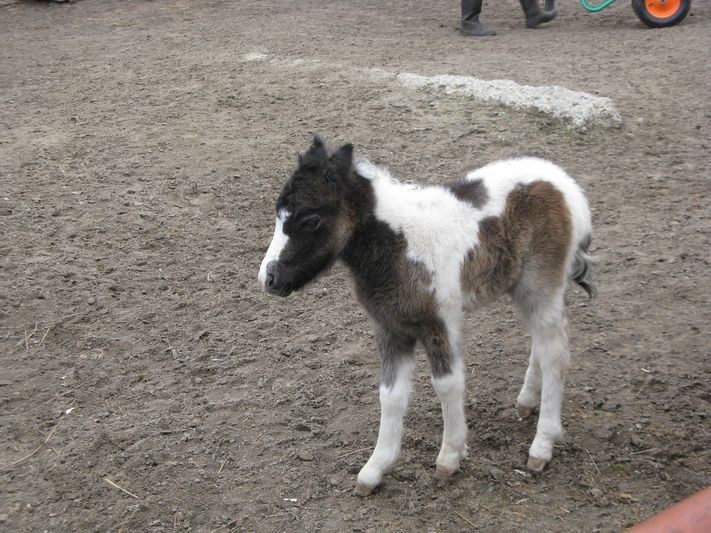 Маленький пони