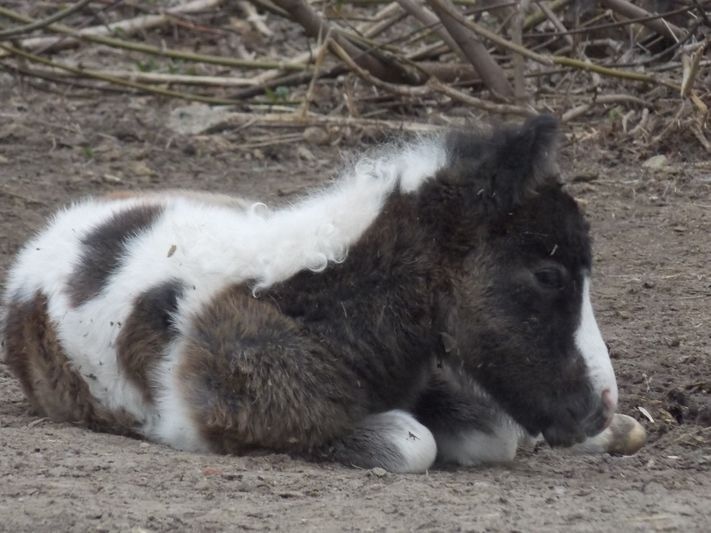 Маленький пони
