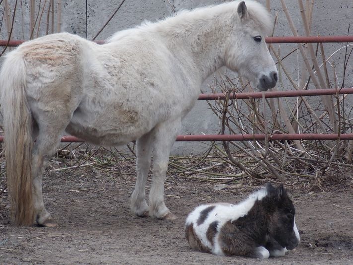 Маленький пони