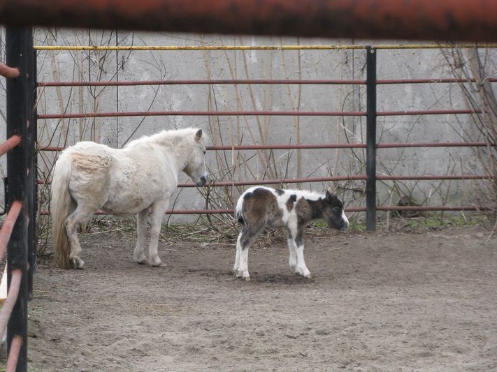 Маленький пони