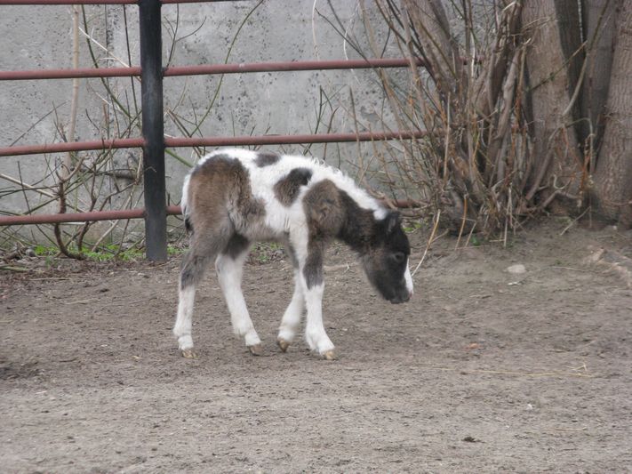 Маленький пони