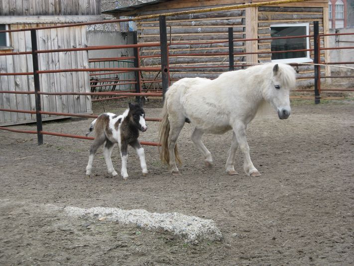 Маленький пони