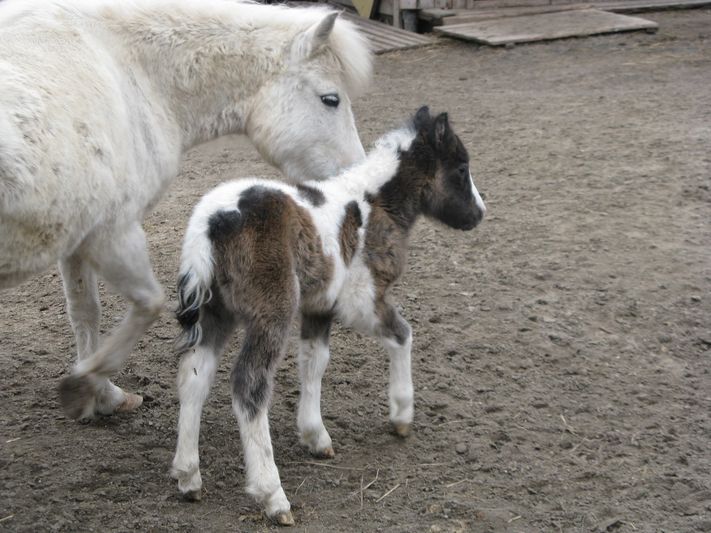 Маленький пони