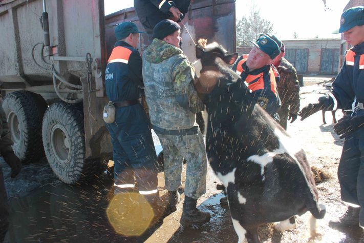 Животные паводок