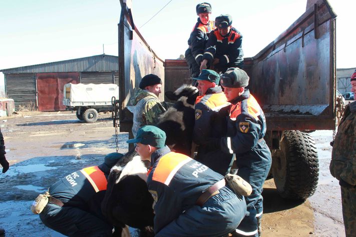 Животные паводок