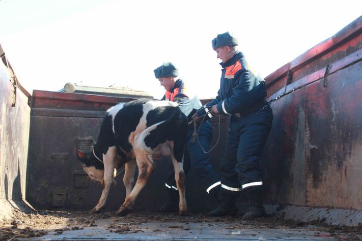 Животные паводок