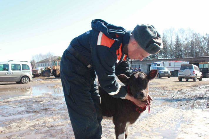 Животные паводок