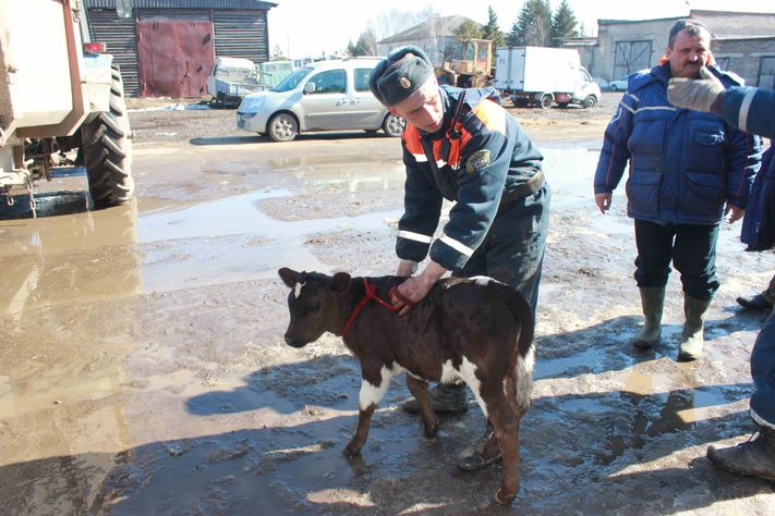 Животные паводок