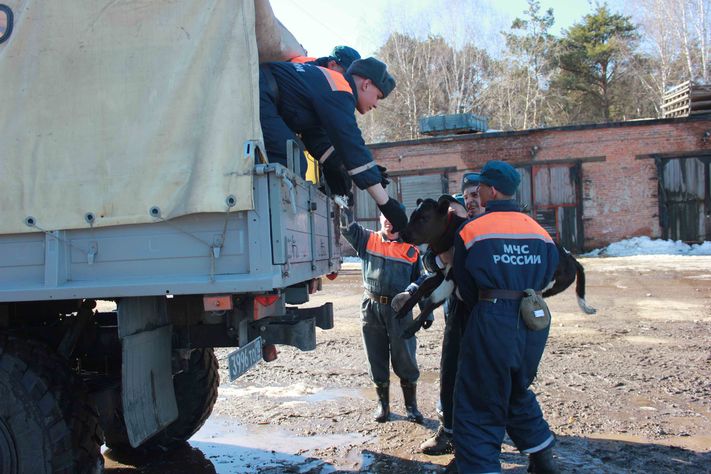 Животные паводок