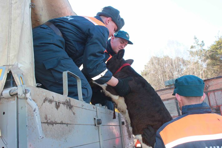 Животные паводок