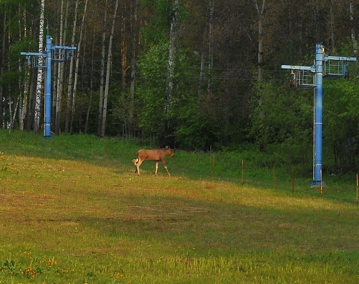 Лось в Академгородке