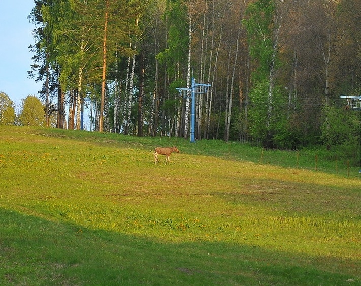 Лось в Академгородке