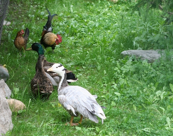 Птицы Северского зоопарка