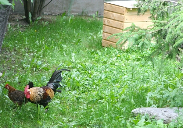 Птицы Северского зоопарка