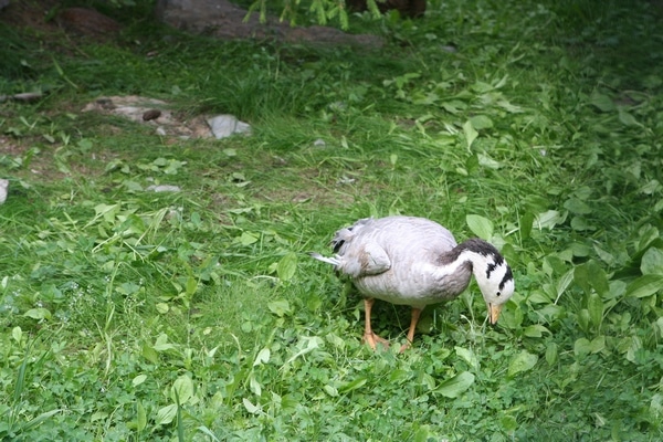 Птицы Северского зоопарка