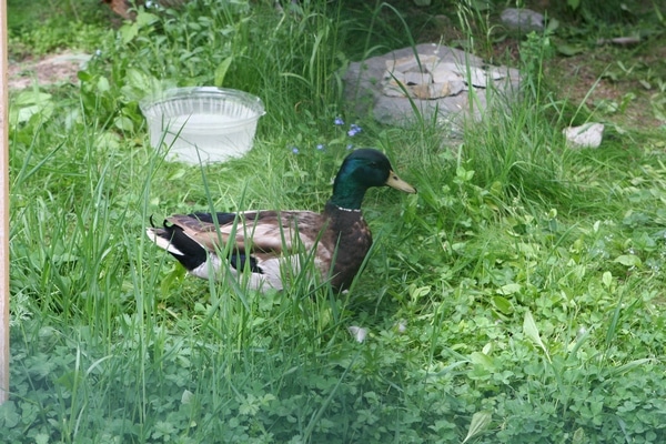 Птицы Северского зоопарка