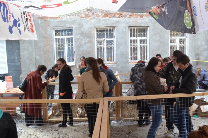 Раздача животных