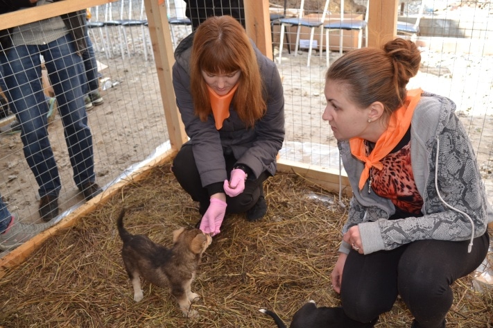 Раздача животных