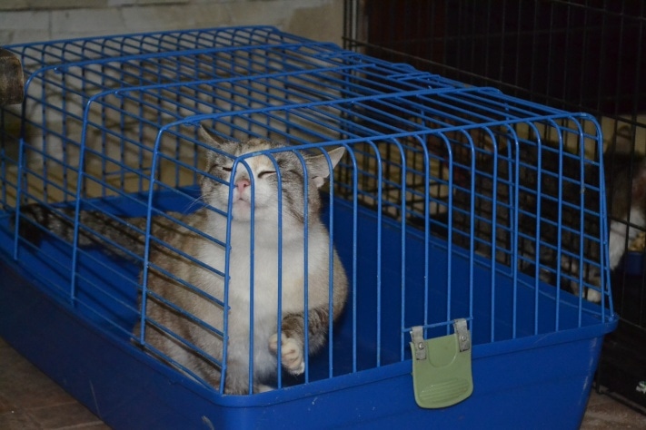 Раздача животных