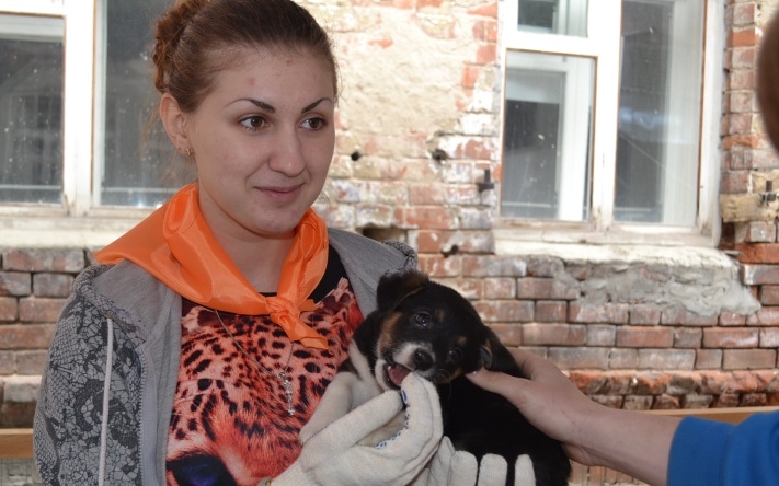 Раздача животных