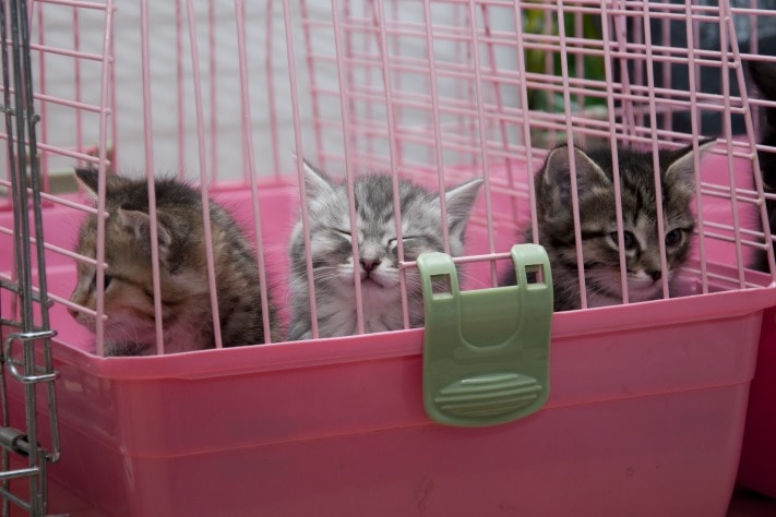 ярмарка-раздача