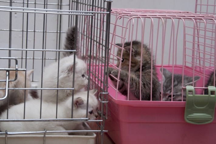 ярмарка-раздача