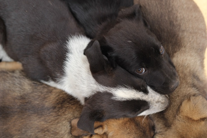 раздача животных