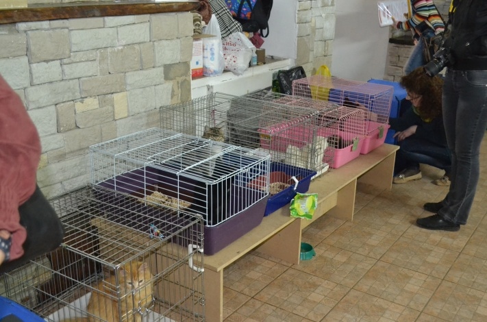 раздача животных