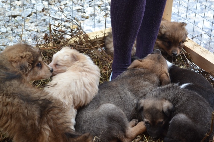 раздача животных