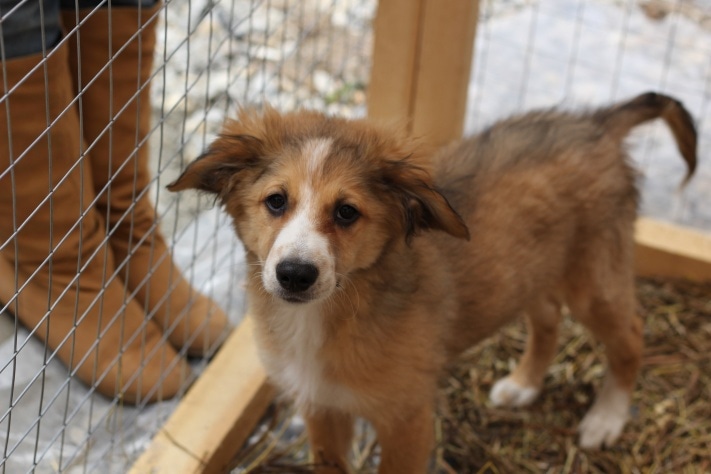 раздача животных