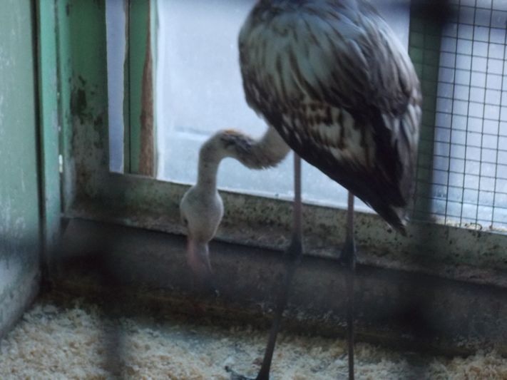 Розовый фламинго