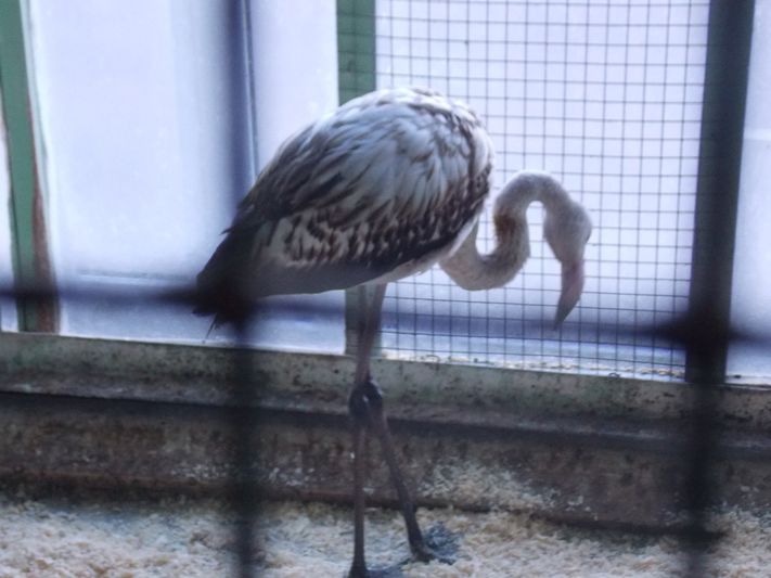 Розовый фламинго