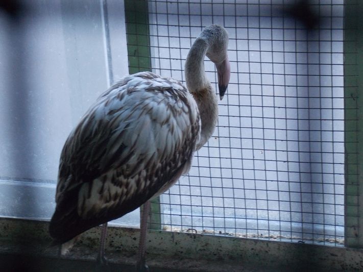 Розовый фламинго