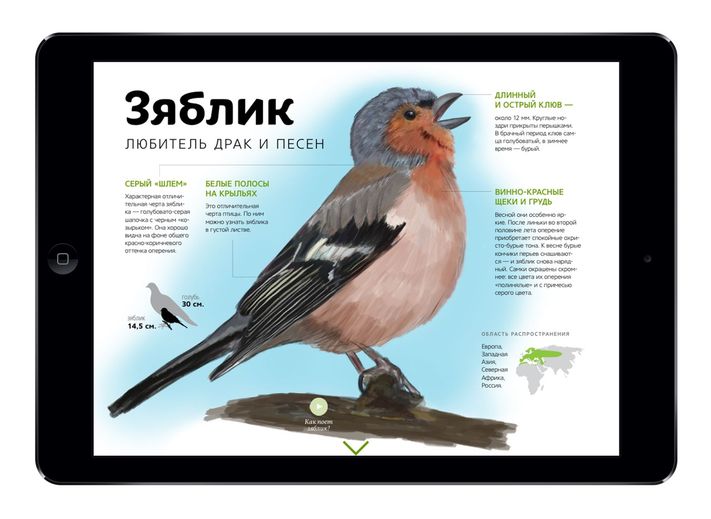 Приложение городские птицы