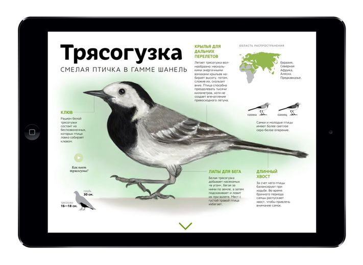 Приложение городские птицы