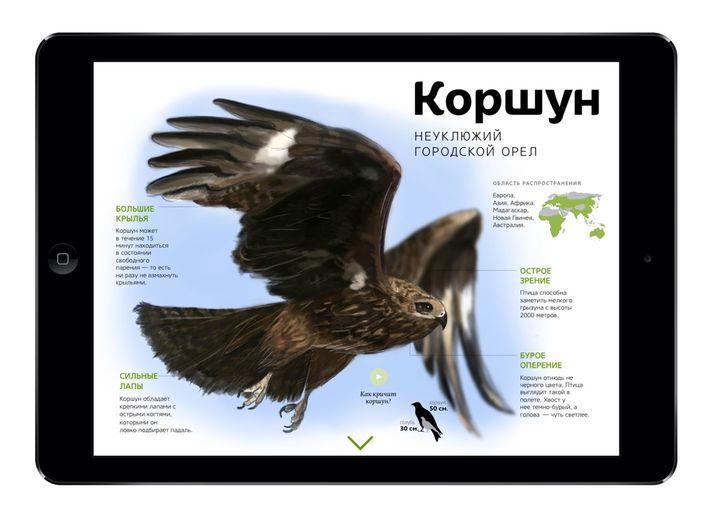 Приложение городские птицы
