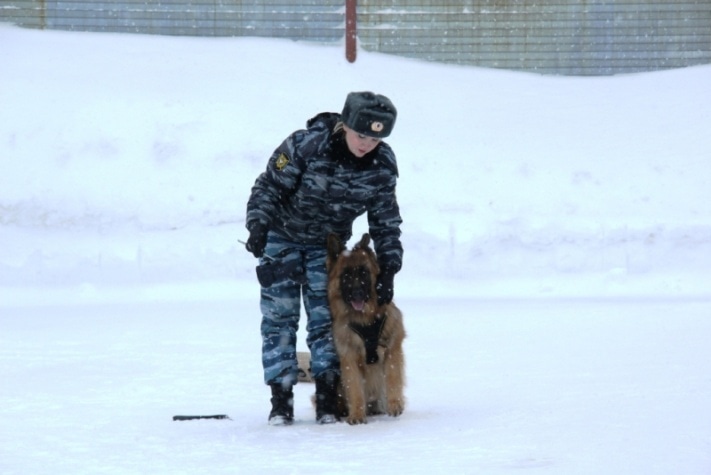 служебные собаки