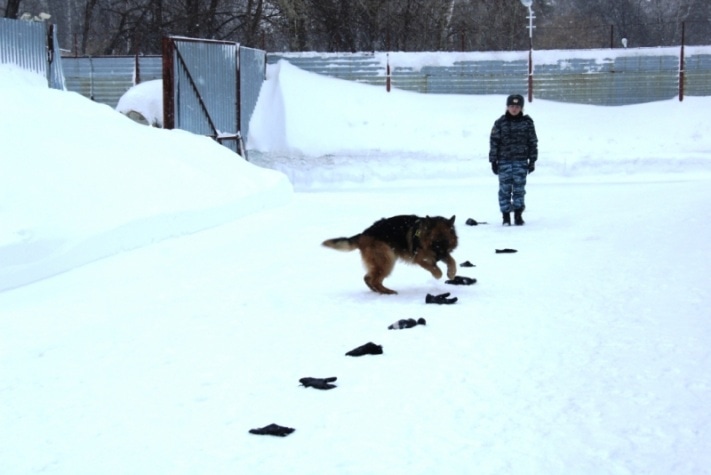 служебные собаки
