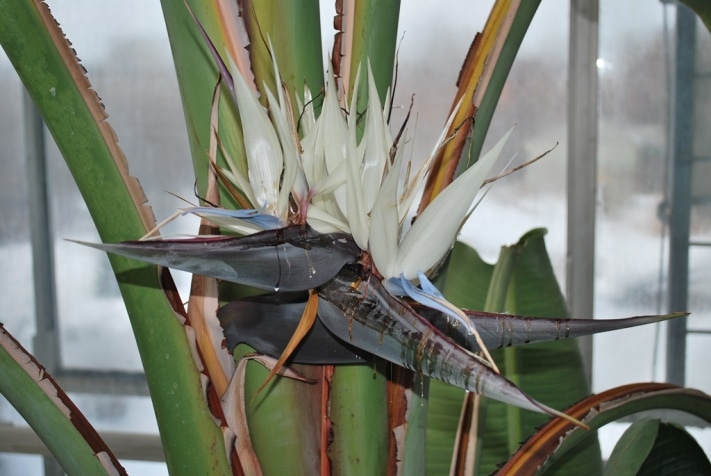 райская птица