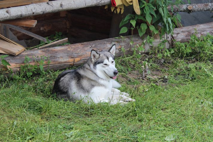 День кузнеца 2015